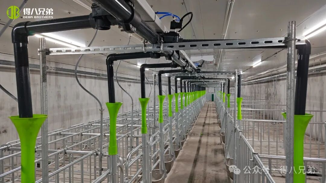 Деба Бротхер Лицха црна свиња, демонстрациона база за узгој и узгој – интегрисане операције 2.000 крмача, 50.000 годишњих клања, 67.000 квадратних метара